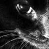 pisica neagră